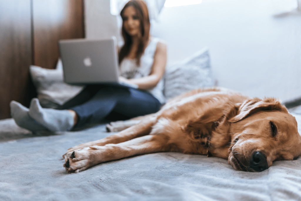 freelancer working on laptop in bed with dog